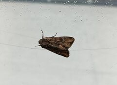 Mniotype occidentalis