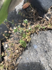 Sherardia arvensis