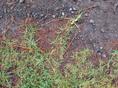 Cenchrus clandestinus