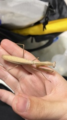 Statilia maculata maculata