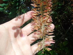 Alvaradoa amorphoides