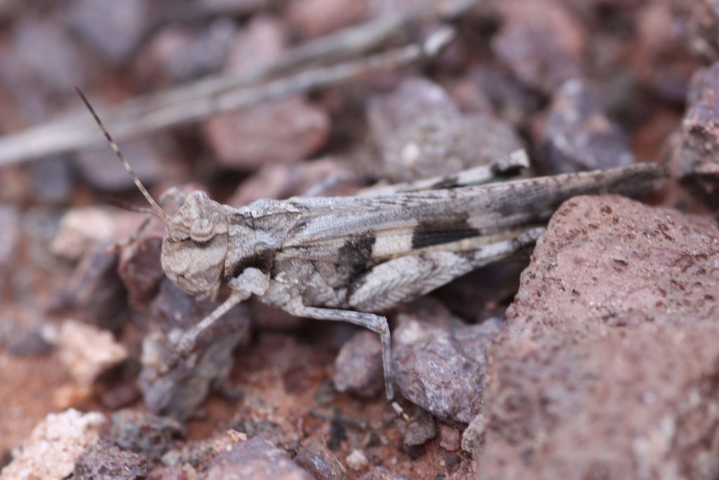 Platte Range Grasshopper