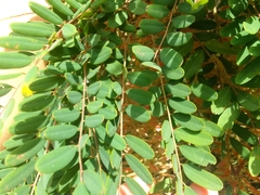 Alvaradoa amorphoides