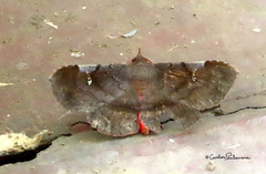 Azeta rhodogaster