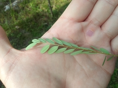 Alvaradoa amorphoides