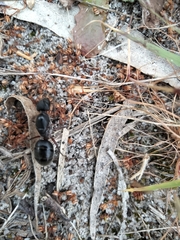 Camponotus intrepidus
