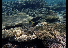 Chaetodon melannotus