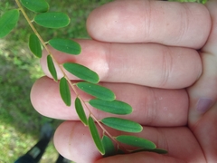 Alvaradoa amorphoides