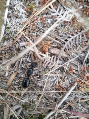 Camponotus intrepidus