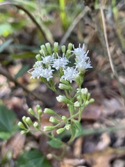 Ageratina jucunda