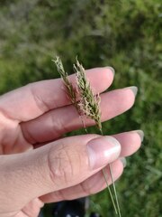 Anthoxanthum odoratum