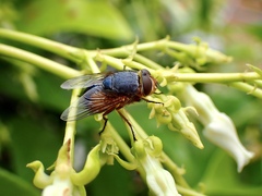 Calliphora dubia