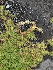 Cenchrus clandestinus