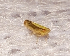 Scaphytopius elegans