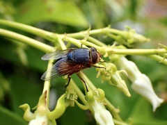 Calliphora dubia