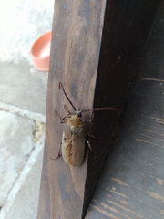 Acanthinodera cumingii