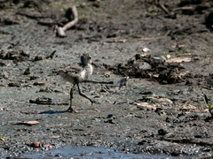 Himantopus mexicanus melanurus