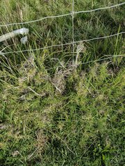 Cenchrus clandestinus