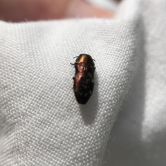 Diphucrania