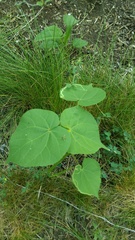 Abutilon theophrasti