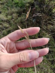 Anthoxanthum odoratum