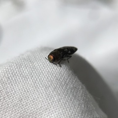 Diphucrania