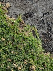 Cenchrus clandestinus