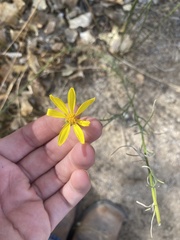 Senecio flaccidus