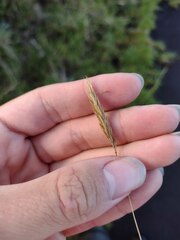 Anthoxanthum odoratum