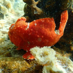 Antennarius commerson