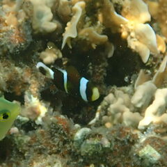 Amphiprion akindynos