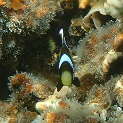 Amphiprion akindynos