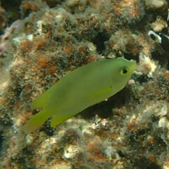 Pomacentrus moluccensis