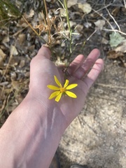 Senecio flaccidus
