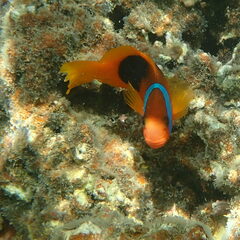 Amphiprion melanopus