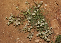 Chaenactis douglasii