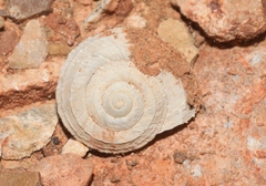 Oreohelix haydeni