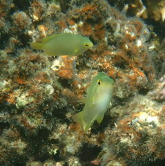 Pomacentrus moluccensis