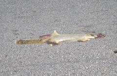 Sciurus niger