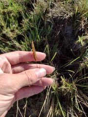 Anthoxanthum odoratum