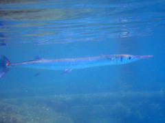 Tylosurus crocodilus