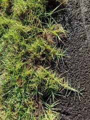 Cenchrus clandestinus