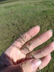 Eragrostis tenuifolia