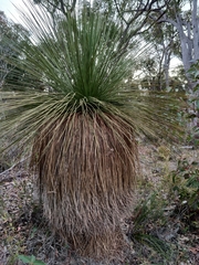 Xanthorrhoea platyphylla