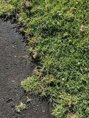 Cenchrus clandestinus