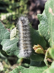 Lepidoptera