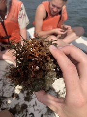 Sargassum fluitans