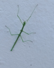 Phasmatinae
