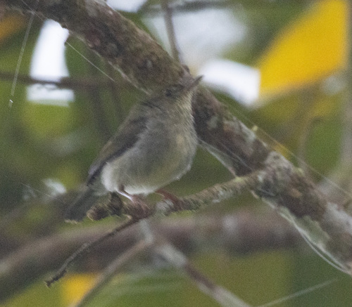 Green Jery (Neomixis viridis), photo 5