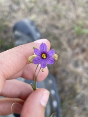 Sisyrinchium scabrum